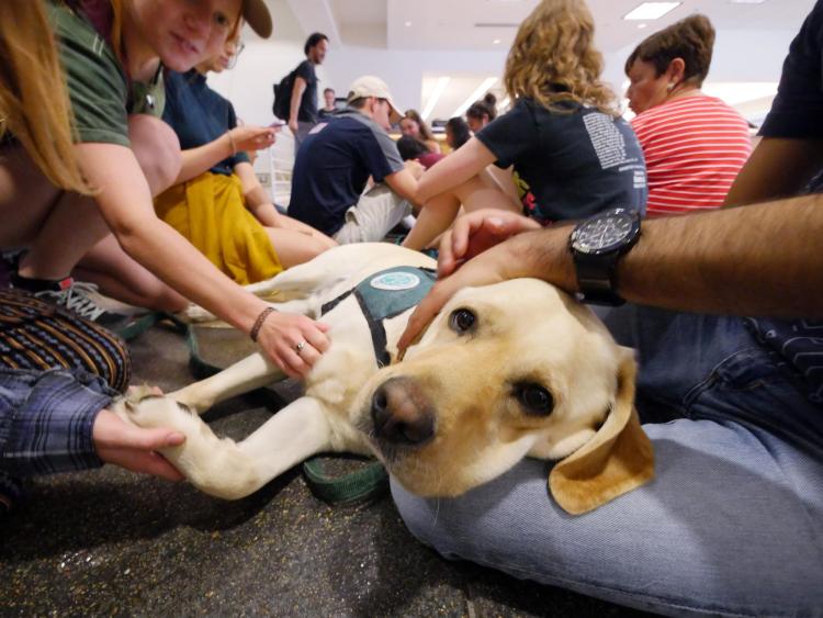 A yellow lab retriever soaks up pets from students