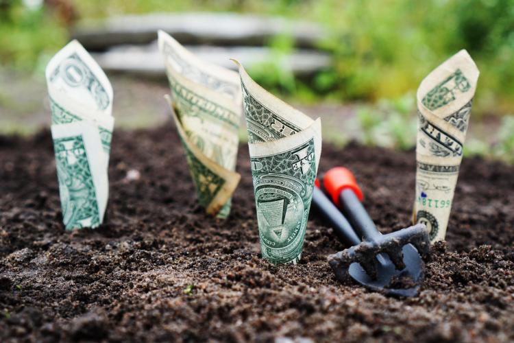 Growing dollar bills in the ground