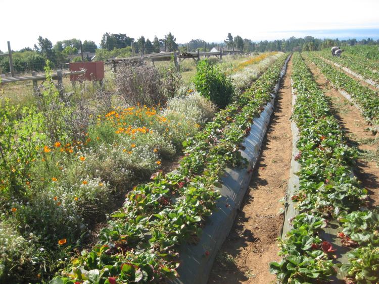 A ground-based view of a farm where lines of strawberries give way to growing flowers