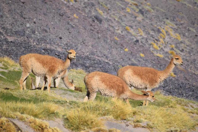 Animals on the mountainside