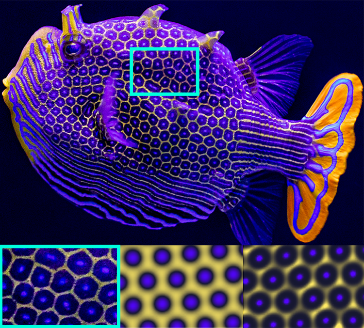 A photo of a male Ornate Boxfish and the team's simulations of its pattern.