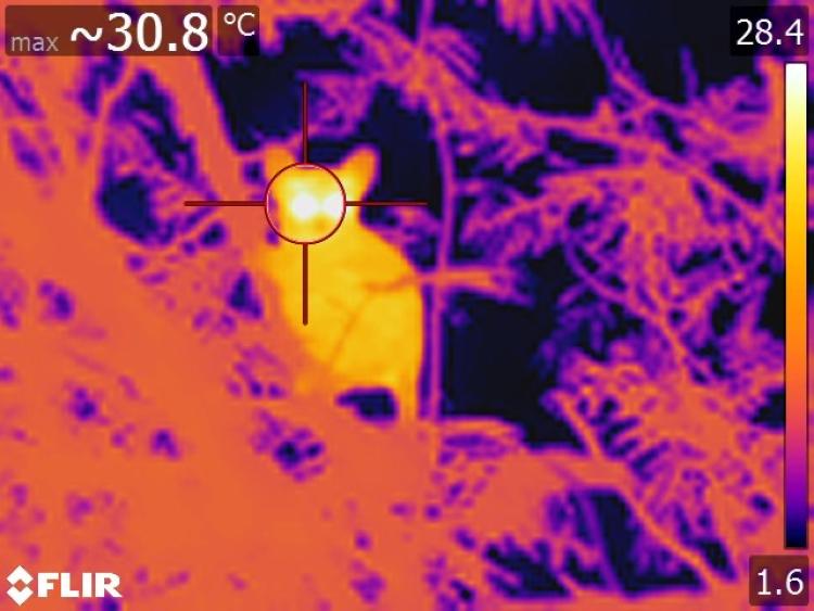 A thermal image of a primate glowing bright yellow in a tree, with labels showing the body temperature with a max of 30.8 degrees Celsius