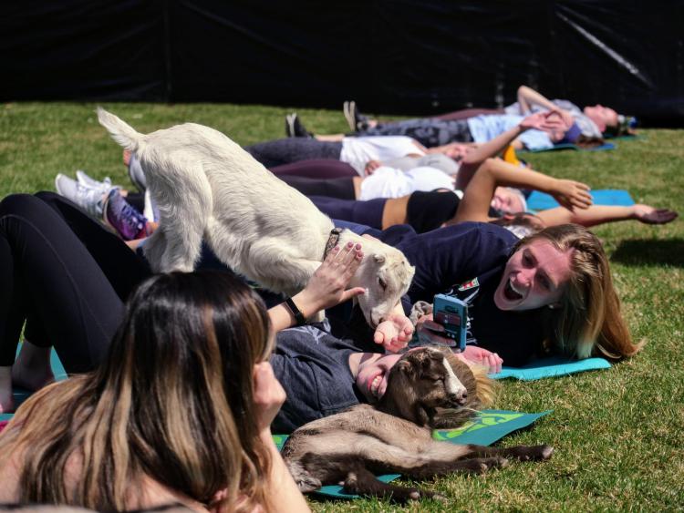 students enjoy a yoga class on the Rec Center lawn with baby goats 