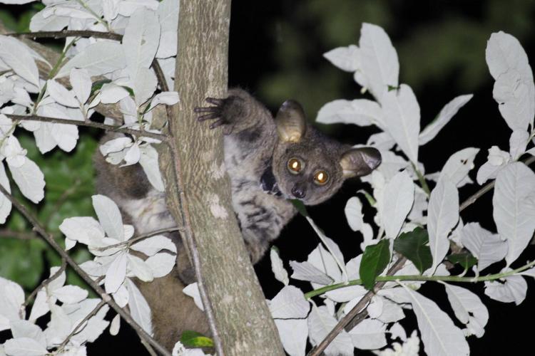 Primate with glowing eyes climbs a tree at night