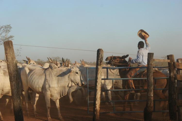 Cattle rancher