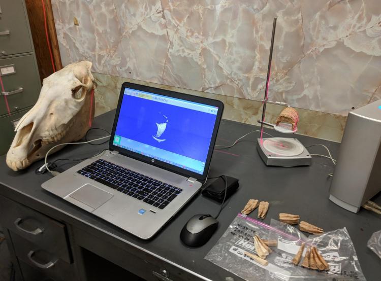 A 3D scanner scans a horse bone, while the image uploads to a laptop screen