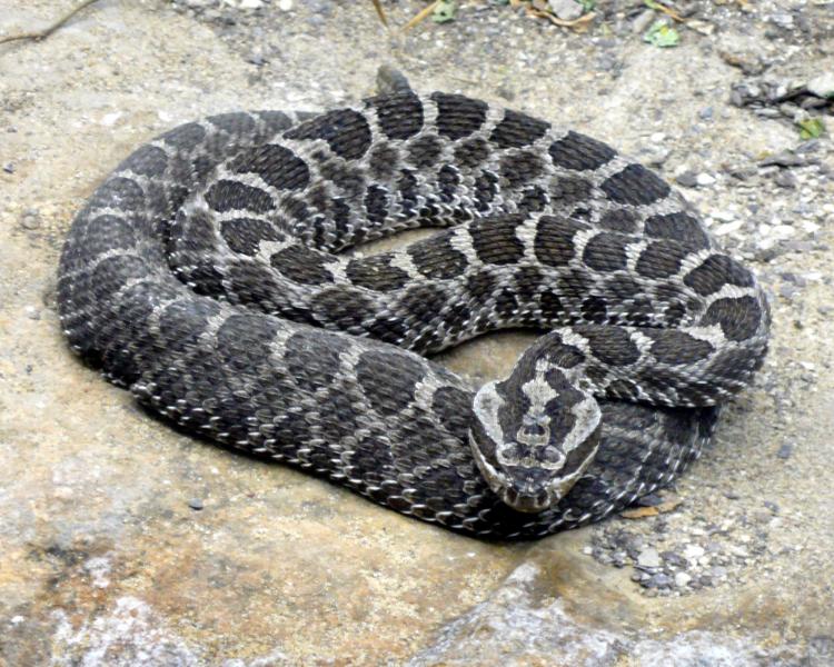 Massasauga rattlesnake