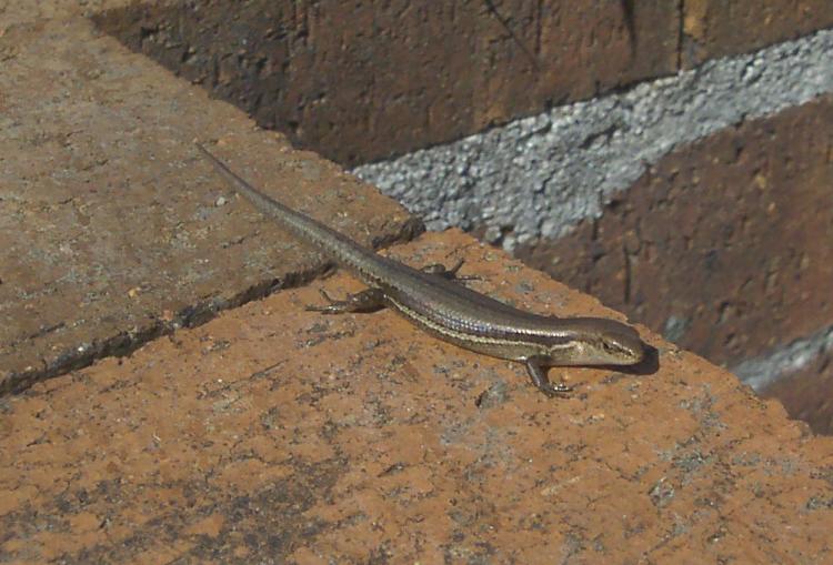 pale-flecked garden sunskink