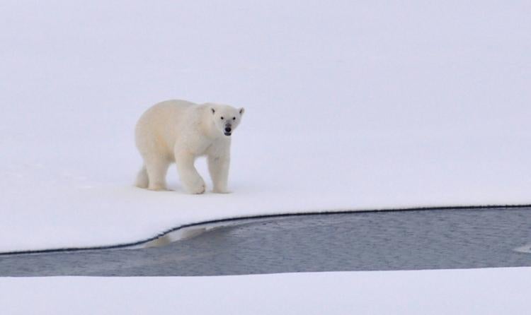 endangered polar bear