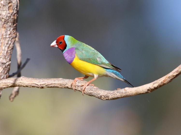 Red Gouldian finch on branch