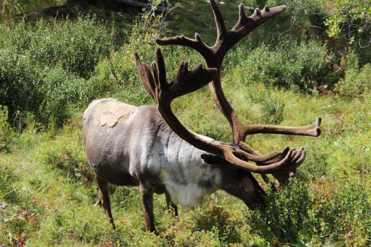 A Mongolian reindeer