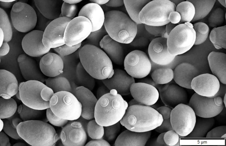 Egg-shaped shells seen under the microscope in black and white