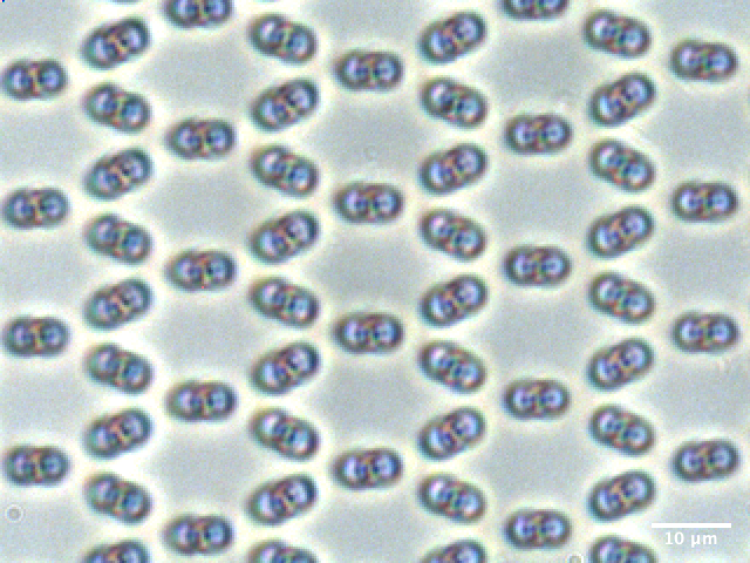 A lattice of knots tied in a solution of liquid crystals