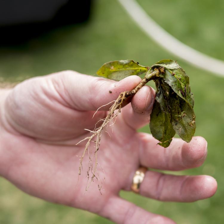 Close-up of weed that has been killed using hot steam