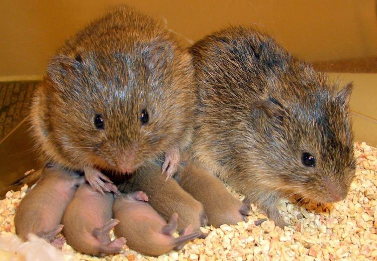 A family of prairie voles