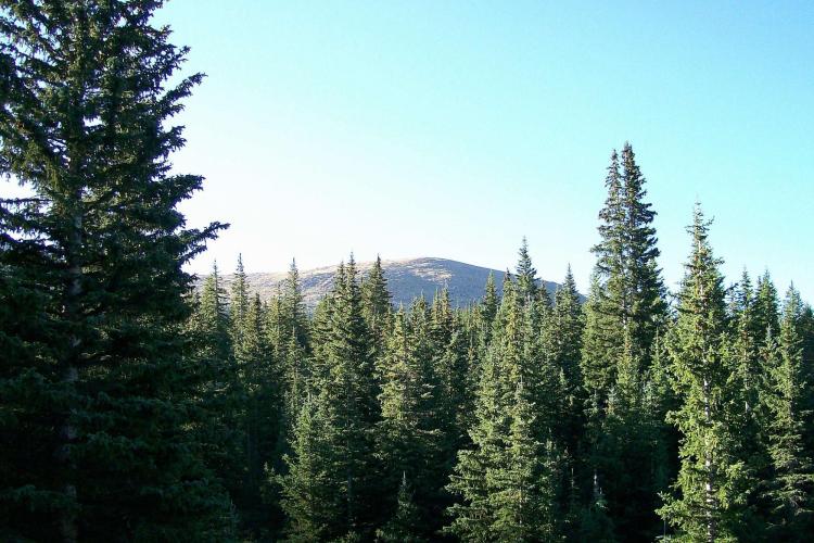 Drier conditions could doom Colorado spruce and fir trees | CU Boulder ...
