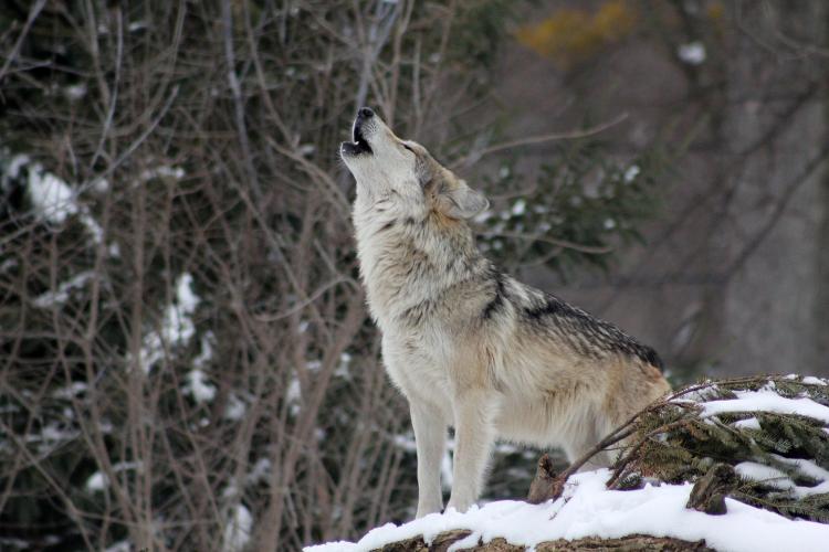 Why are we acting like wolves at night? | CU Boulder Today | University of  Colorado Boulder