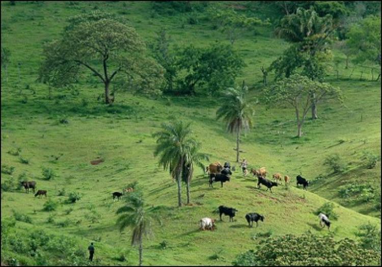 cows grazing near samaipata, bolivia