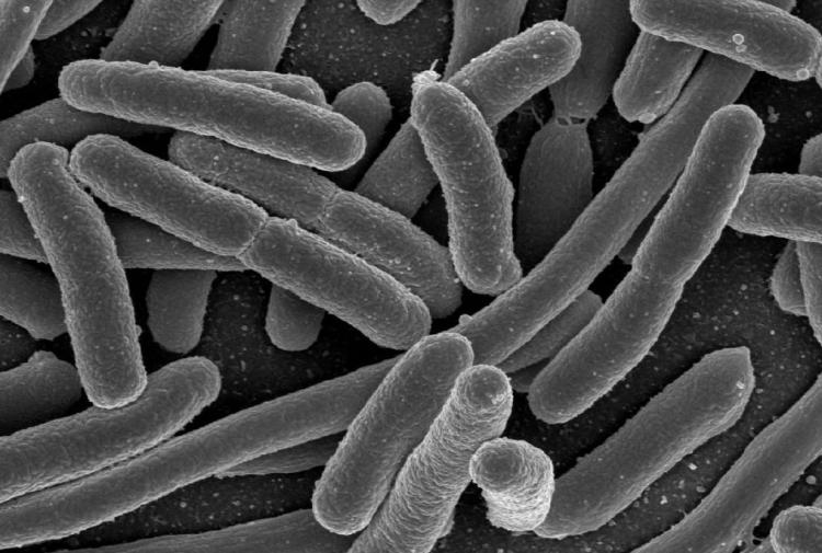 Bacteria present in the human gut as seen under a microscope.