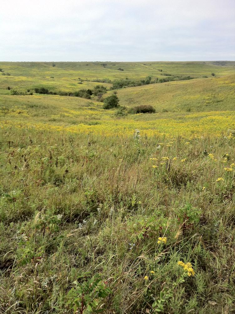 Konza Prairie