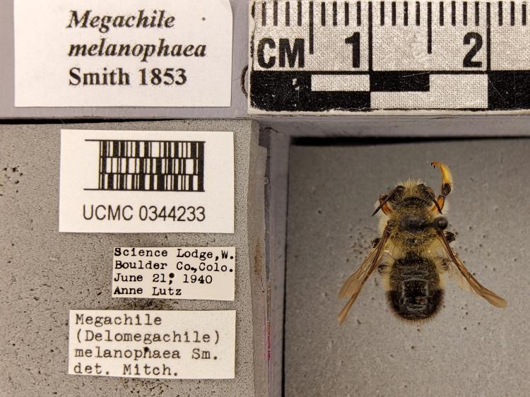 Image of a bee under a micrscope next to several labels, which identify it as belonging to the species "Megachile melanophaea" and having been collected in 1940 in Boulder, County