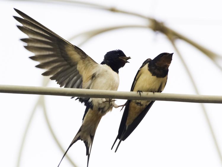 Two Hirundo rustica rustica standing on a cable