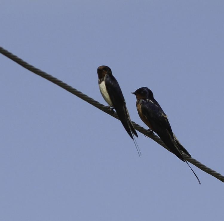 A Hirundo rustica rustica and a Hirundo rustica tytleri standing on a cable.