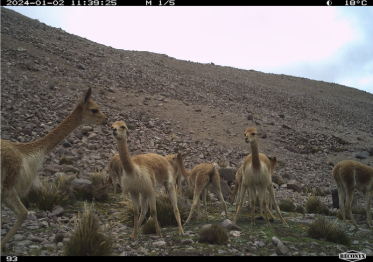 A group of vicunas poop at their latrine