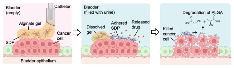 An illustration of how a new gecko-inspired cancer treatment works