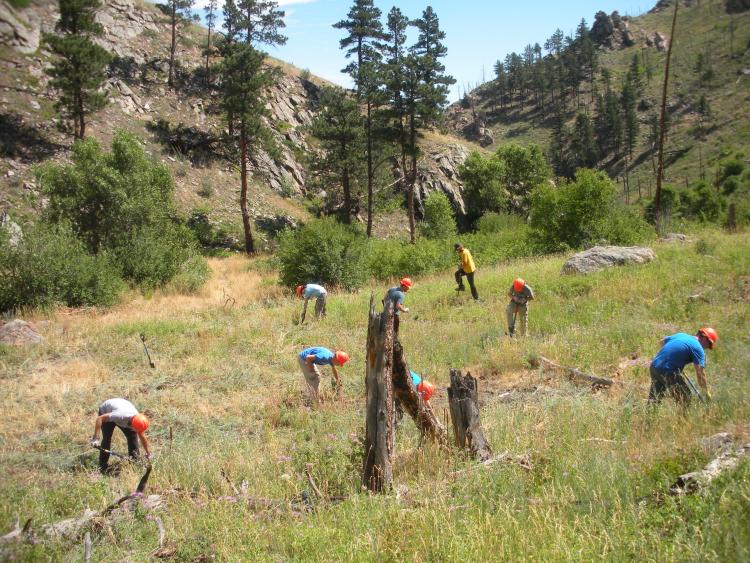 Volunteers from a co-sponsored U.S. Forest Service event remove invasive spotted knapweed from an upland meadow