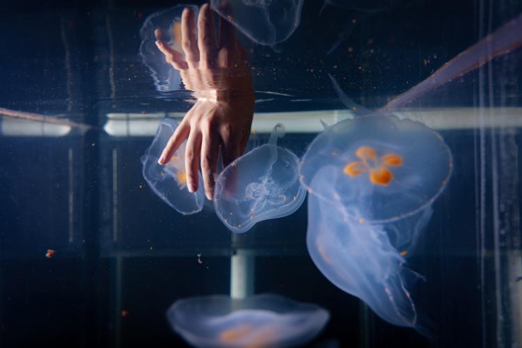 Woman dips hand into aquarium and touches jellyfish
