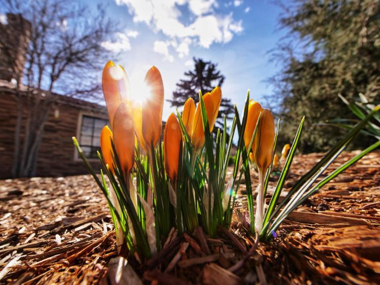 First day of spring on campus. Photo by Glenn Asakawa.