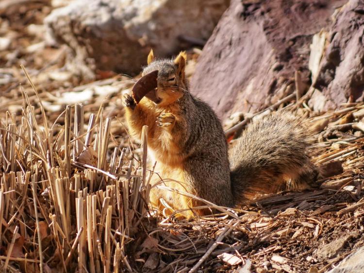 A squirrel munches on some foliage. Photo by Glenn Asakawa.