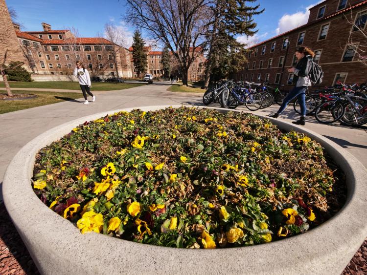 Students walk across campus on the first day of spring. Photo by Glenn Asakawa.