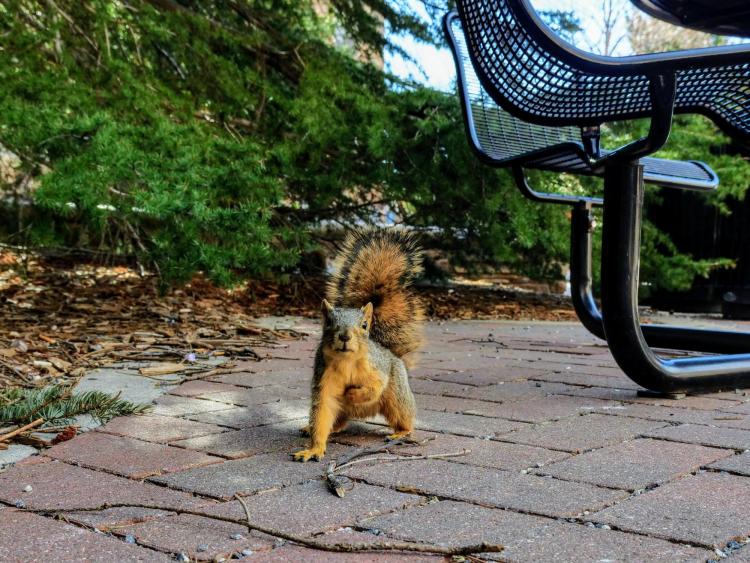 A squirrel practices his football lineman stance. Photo by Glenn Asakawa.