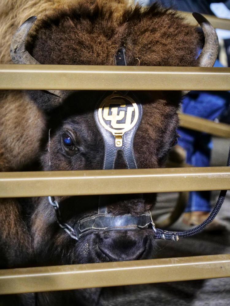 Ralphie V is seen during ceremonies honoring her on Saturday, Nov. 23, 2019. (Photo by Glenn Asakawa/University of Colorado)