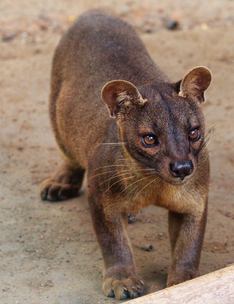 A fossa