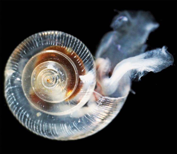 pteropod