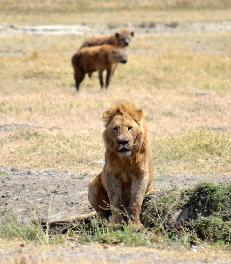 Lion and hyenas in Ngorongoro Crater, Tanzania