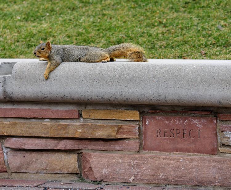 Campus squirrel getting into spring break mode. Photo by Glenn Asakawa.