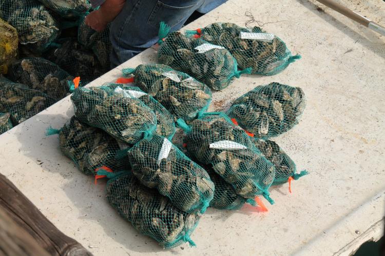 oysters in bags