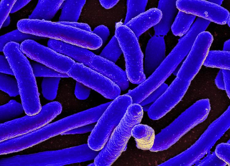 Gut bacteria under the microscope
