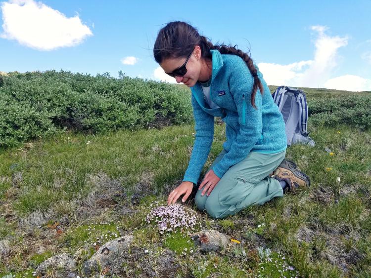 Student Grace Kendziorski studies mountain plant commonly known as moss campion