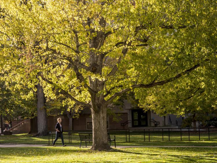 A person walks under a large tree.