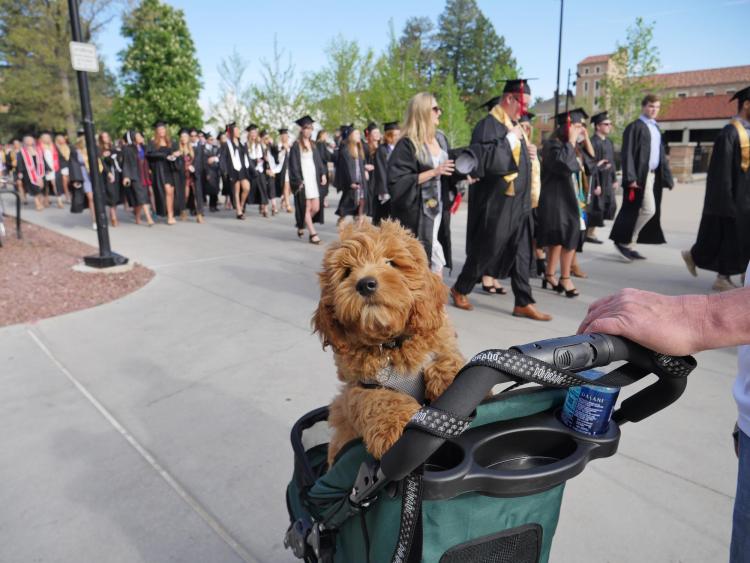 Even dogs came to watch graduates process from Norlin Quad to the main commencement ceremony. Photo by Glenn Asakawa.