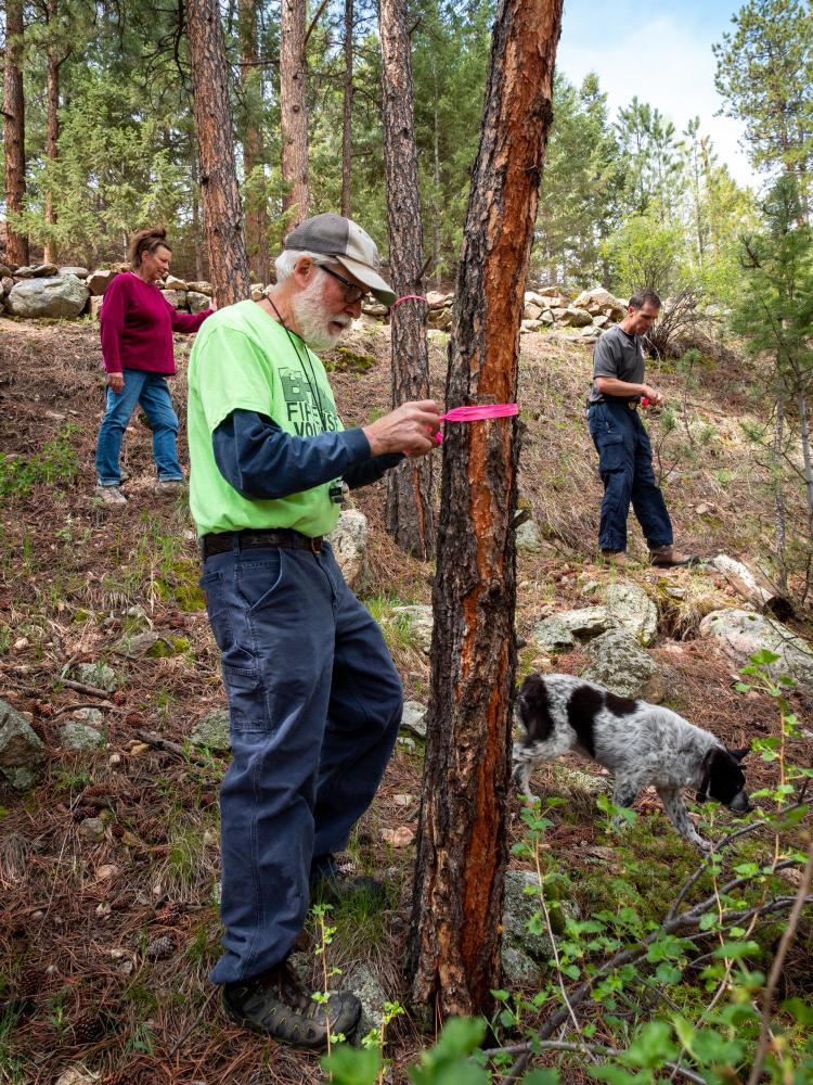 Burland Firewise Saws & Slaws Fire Mitigation program leader, Jack Roberts, flags a tree for removal on the homeowners property. Photo by Patrick Campbell/University of Colorado)