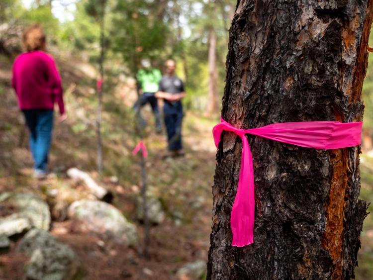 A tree flagged for removal on a homeowner’s property. Photo by Patrick Campbell/University of Colorado)