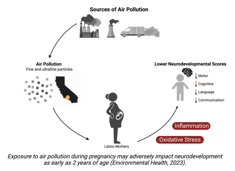 A graphic explaining how pollution impacts baby's brains