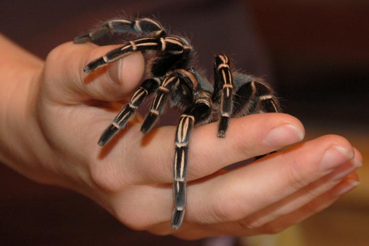 A tarantula on a hand