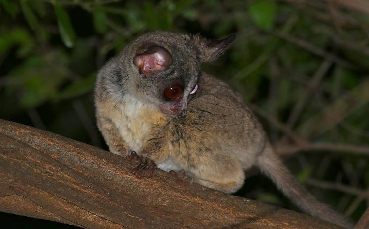 Bushbaby on tree branch